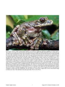 Ecnomiohyla rabborum. Rabb’s Fringe-limbed Treefrog is one of the most significantly threatened amphibians in Central America. This species is one of the most unusual anurans in the region because of its highly special