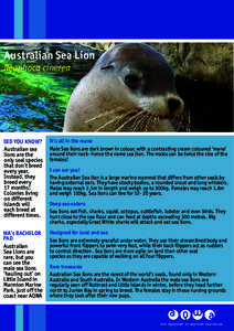 Australian Sea Lion  Neophoca cinerea DID YOU KNOW? Australian sea