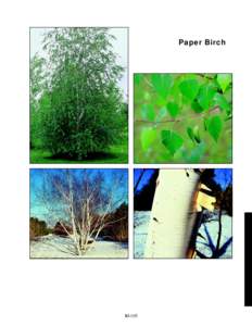 Paper Birch  slide 52b 360%  slide 52c