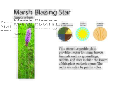 Marsh Blazing Star Liatris spicata Blooms mid- to late summer