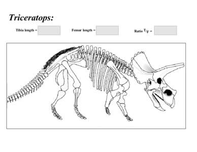 Triceratops: Tibia length = Femur length =  Ratio T/F =