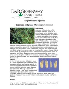 Target Invasive Species Japanese stiltgrass Microstegium vimineum Description Japanese stiltgrass, also called Napalese browntop, grows as an annual grass with a sprawling habit,