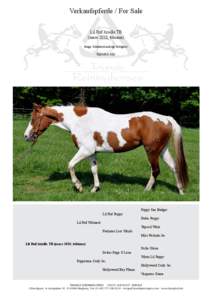 Verkaufspferde / For Sale Lil Ruf Arielle TB (mare 2010, tobiano) Junge Schönheit mit top Pedigree! Top notch filly.