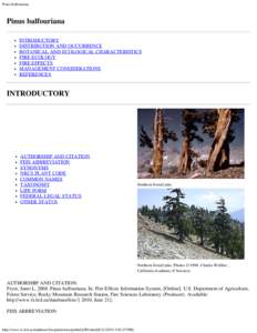 Pinus balfouriana  Pinus balfouriana INTRODUCTORY DISTRIBUTION AND OCCURRENCE BOTANICAL AND ECOLOGICAL CHARACTERISTICS