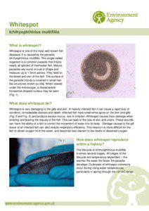 Whitespot Ichthyophthirius multifiliis What is whitespot?