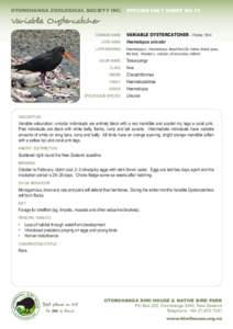 OTOROHANGA ZOOLOGICAL SOCIETY INC.	 SPECIES FACT SHEET NO.15  Variable Oystercatcher 