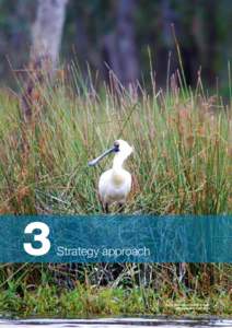 3  Strategy approach Royal Spoonbill on Reedy Swamp. Photographer: Keith Ward