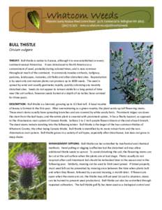 BULL THISTLE Cirsium vulgare THREAT: Bull thistle is native to Eurasia, although it is now established on every continent except Antarctica. It was introduced to North America as a contaminant of seed, probably during co