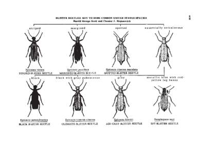 Blister beetle / Lasioderma serricorne / Oryzaephilus surinamensis / Phyla / Protostome / Beetle