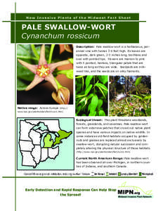 New Invasive Plants of the Midwest Fact Sheet  PALE SWALLOW-WORT Cynanchum rossicum Description: Pale swallow-wort is a herbaceous, perennial vine with twines 3-6 feet high. Its leaves are opposite, dark green, 2-5 inche