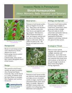 Invasive Plants in Pennsylvania  Shrub Honeysuckles (Amur, Morrow’s, Bells, Standish, and Tartarian) Lonicera maackii, L. morrowii, L. x bella, L. standishii, and L. tatarica