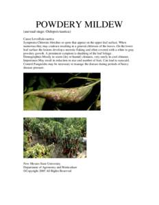 POWDERY MILDEW (asexual stage: Oidopsis taurica) Cause:Leveillula taurica Symptoms:Chlorotic blotches or spots that appear on the upper leaf surface. When numerous they may coalesce resulting in a general chlorosis of th