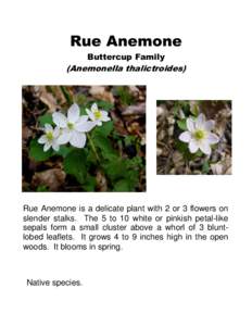Rue Anemone Buttercup Family (Anemonella thalictroides)  Rue Anemone is a delicate plant with 2 or 3 flowers on