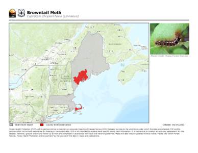 Browntail Moth  Euproctis chrysorrhoea (Linnaeus) Photo Credit: Maine Forest Service