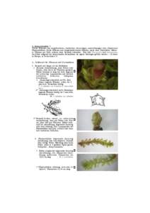 2. Jungermannia L. Sterile Pflanzen mit ausgebreiteten, rundlichen, dreieckigen, nierenförmigen oder elliptischen Flankenblättern, fertile Pflanzen mit stengelumfassenden Blättern, meist ohne Unterblätter. Mehrere Ö