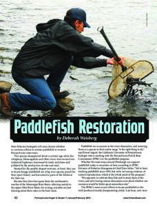 photos-PFBC archives  Paddlefish Restoration by Deborah Weisberg  State fisheries biologists will soon decide whether