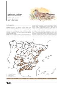 Águila-azor Perdicera Hieraaetus fasciatus Catalán Àguila cuabarrada