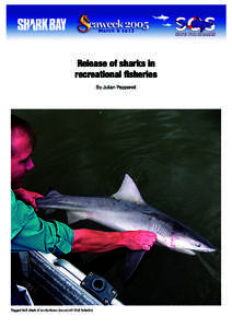 Release of sharks in recreational fisheries By Julian Pepperell Tagged bull shark (Carcharhinus leucas) (© Neil Schultz)