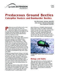 Predaceous Ground Beetles Caterpillar Hunters and Bombardier Beetles