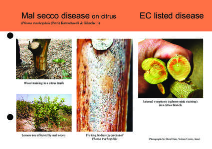 Mal secco disease on citrus  (Phoma tracheiphila (Petri) Kantschaveli & Gikachvili) EC listed disease