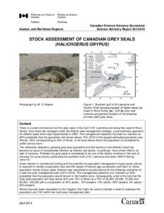 Quebec and Maritimes Regions  Canadian Science Advisory Secretariat Science Advisory Report[removed]STOCK ASSESSMENT OF CANADIAN GREY SEALS