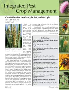 Integrated Pest & Crop Management Corn Pollination, the Good, the Bad, and the Ugly Part 1: The Male Role By Bill Wiebold