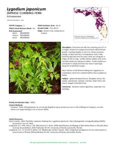 Lygodium / Schizaeales / Fern / Schizaeaceae / Vine / Austromusotima camptozonale / Flora / Botany / Biota