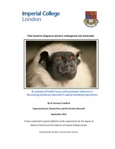 Pied tamarins (Saguinus bicolor): endangered and vulnerable  An analysis of health issues, with particular reference to the wasting syndrome observed in captive breeding programmes By Dr Vanessa Crawford Supervised by Dr