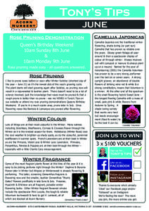 Pruning / Osmanthus / Shrub / Chimonanthus / Botany / Biology / Camellia
