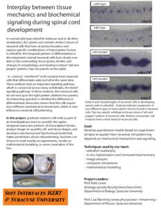 Interplay between tissue mechanics and biochemical signaling during spinal cord development In normal wild-type zebrafish embryos (and in all other vertebrates), the spinal cord contains distinct classes of