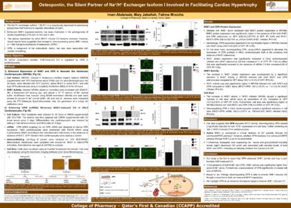 + + Na /H Osteopontin, the Silent Partner of