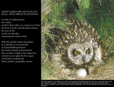 SHORT EARED OWL SETTLING ON EGGS, SITKA SPRUCE PLANTATION In miles of sapling spruce she settles, small in those miles as a comma in a book, the bird of hooks and big plush softness,