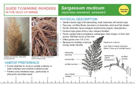 Sargassum muticum  GUIDE TO MARINE INVADERS Potential Invader
