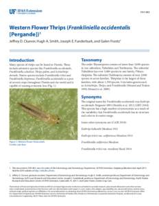 ENY-883  Western Flower Thrips (Frankliniella occidentalis [Pergande])1 Jeffrey D. Cluever, Hugh A. Smith, Joseph E. Funderburk, and Galen Frantz2