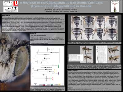 A Revision of the Cleptoparasitic Bee Genus Coelioxys (Hymenoptera: Megachilidae) in Canada Nicholai de Silva & Laurence Packer Department of Biology, York University, Toronto, ON ABSTRACT