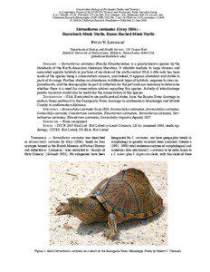 Sternotherus carinatus (Gray 1856) – Razorback Musk Turtle, Razor-Backed Musk Turtle