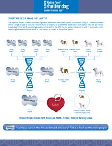 WHAT BREEDS MAKE UP LOTTI? The Wisdom Panel® Shelter computer algorithm performed over seven million calculations using 11 different models (from a single breed to complex combinations of breeds) to predict the most lik