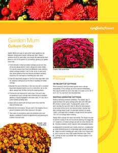 Garden mum culture guide.indd