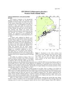 April[removed]FIN WHALE (Balaenoptera physalus): Western North Atlantic Stock STOCK DEFINITION AND GEOGRAPHIC RANGE