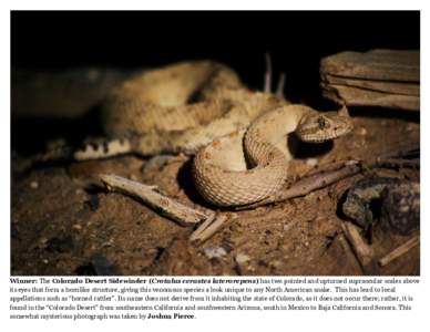Winner: The Colorado Desert Sidewinder (Crotalus cerastes laterorepens) has two pointed and upturned supraocular scales above its eyes that form a hornlike structure, giving this venomous species a look unique to any Nor