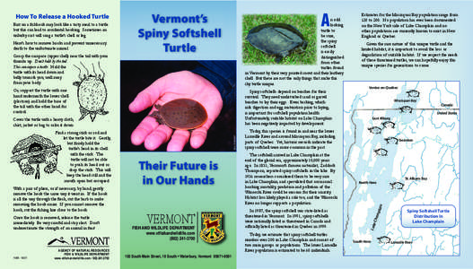 Turtle / Herpetology / Fauna of Asia / Florida softshell turtle / Apalone / Spiny softshell turtle / Trionychidae