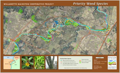 Priority Weed Species  W I L L A M E T T E M AI N S TE M C O O PE R AT I V E PR O J E C T Spring Hill