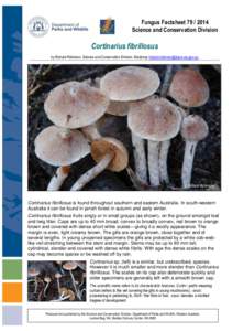 Fungus Factsheet[removed]Science and Conservation Division Cortinarius fibrillosus by Richard Robinson, Science and Conservation Division, Manjimup [removed]