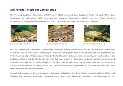 Die Forelle - Fisch des Jahres 2013 Der Verband Deutscher Sportfischer (VDSF) hat in Abstimmung mit dem Deutschen Angler Verband (DAV), dem Bundesamt für Naturschutz (BfN), dem Verband Deutscher Sporttaucher (VDST) und 