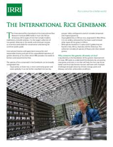 Rice science for a better world  The International Rice Genebank T