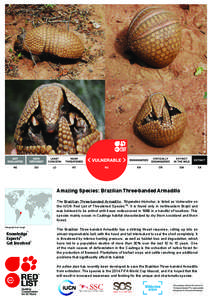 Zoology / Southern Three-banded Armadillo / Mantidactylus tricinctus / Armadillos / Brazilian Three-banded Armadillo / Tolypeutes