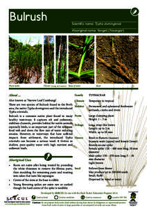 Bulrush  Scientific name: Typha domingensis Aboriginal name: Yangeti (Noongar)  Plant habit