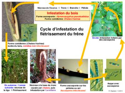 Nécrose de l’écorce  Tronc  Branche  Pétiole  Infestation du bois Forme ascosporée : Hymenoscyphus pseudoalbidus Forme conidienne: Chalara fraxinea