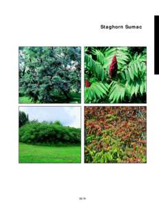 Staghorn Sumac  slide 31b slide 31a