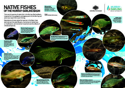 Percichthyidae / Macquarie perch / Golden perch / Trout cod / Silver Perch / Murray cod / Western carp gudgeon / Perch / Murray River / Fish / Perciformes / Freshwater fish of Australia
